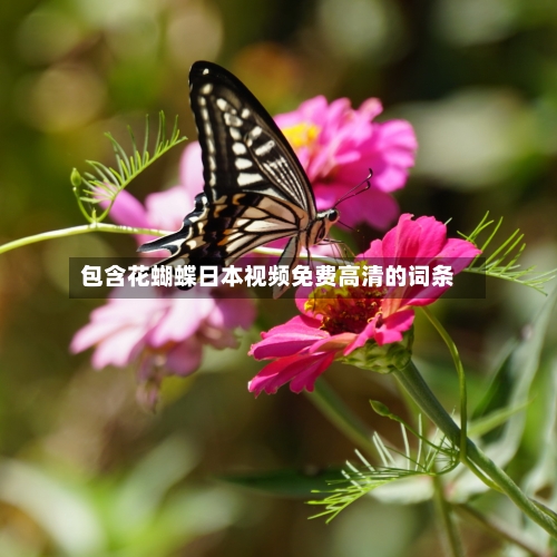 包含花蝴蝶日本视频免费高清的词条-第1张图片