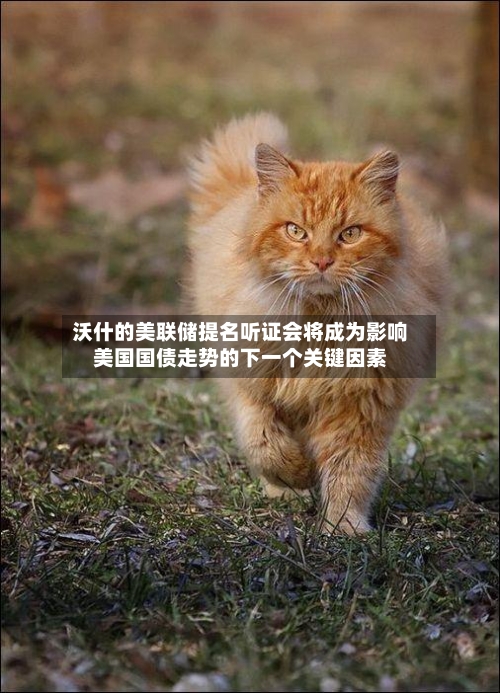 沃什的美联储提名听证会将成为影响美国国债走势的下一个关键因素-第3张图片