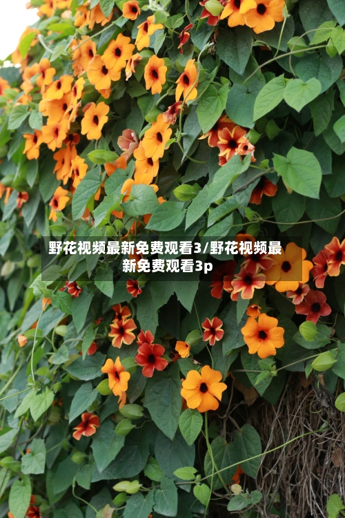 野花视频最新免费观看3/野花视频最新免费观看3p-第1张图片