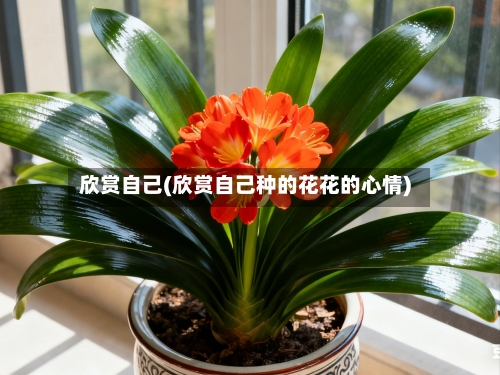 欣赏自己(欣赏自己种的花花的心情)-第1张图片