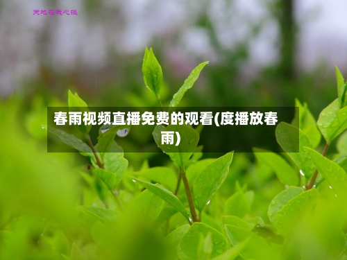 春雨视频直播免费的观看(度播放春雨)-第2张图片