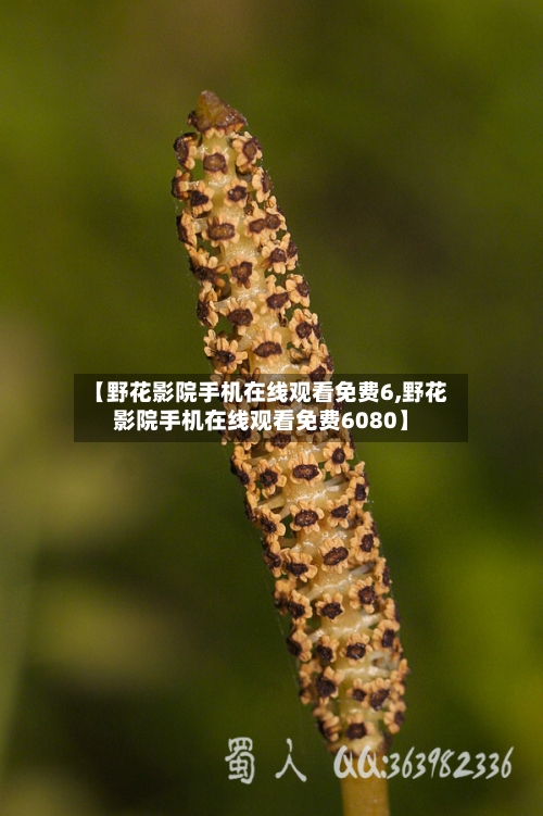 【野花影院手机在线观看免费6,野花影院手机在线观看免费6080】-第2张图片