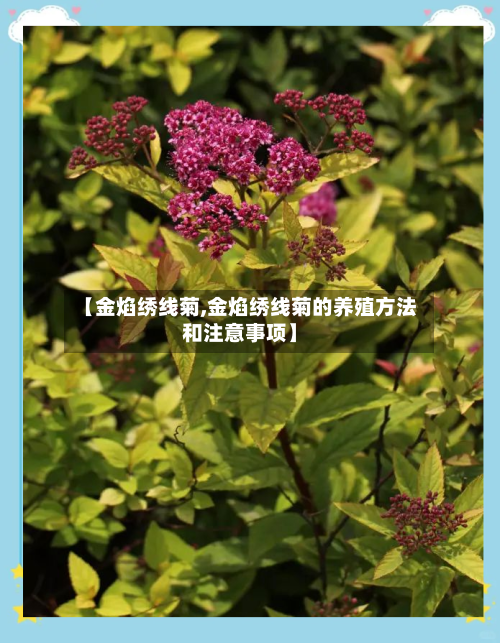 【金焰绣线菊,金焰绣线菊的养殖方法和注意事项】-第2张图片