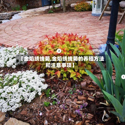 【金焰绣线菊,金焰绣线菊的养殖方法和注意事项】-第1张图片