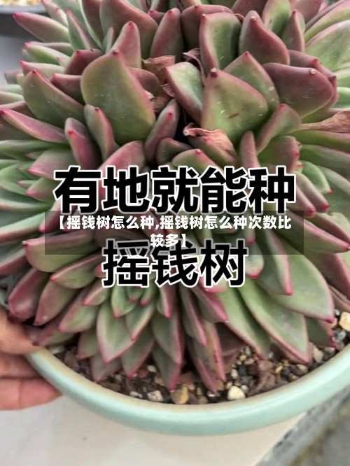 【摇钱树怎么种,摇钱树怎么种次数比较多】-第1张图片